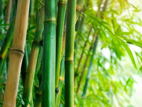 Bamboo