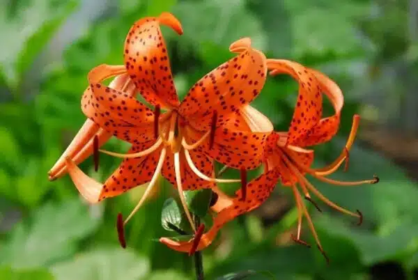 Lilium Tigrinium