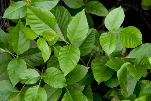 Rhus toxicodedron