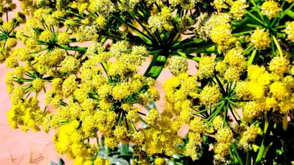 Asafoetida