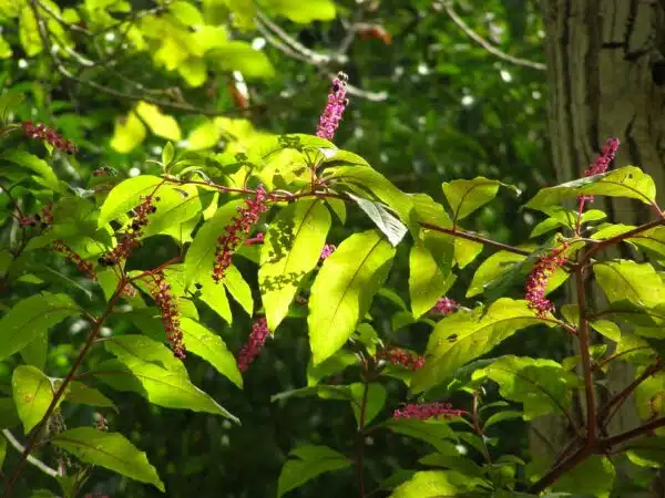 Phytolacca